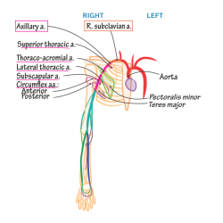 Label the arteries of the upper limb