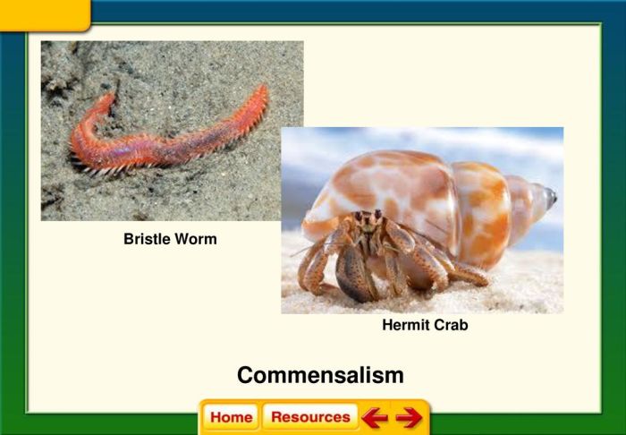 Bristle worm and hermit crab relationship