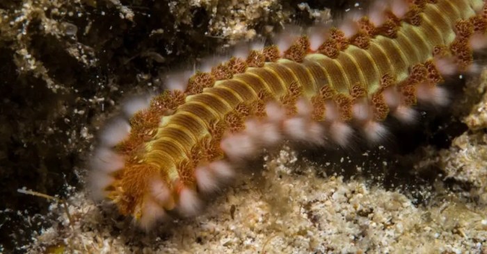 Crab worms shrimp hermit bristle