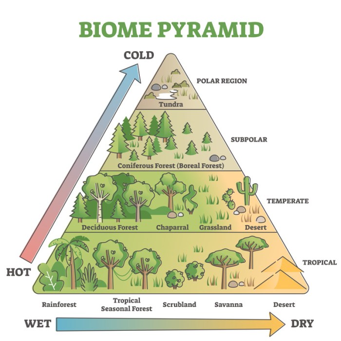 Biome biomes biom vegetation worldatlas