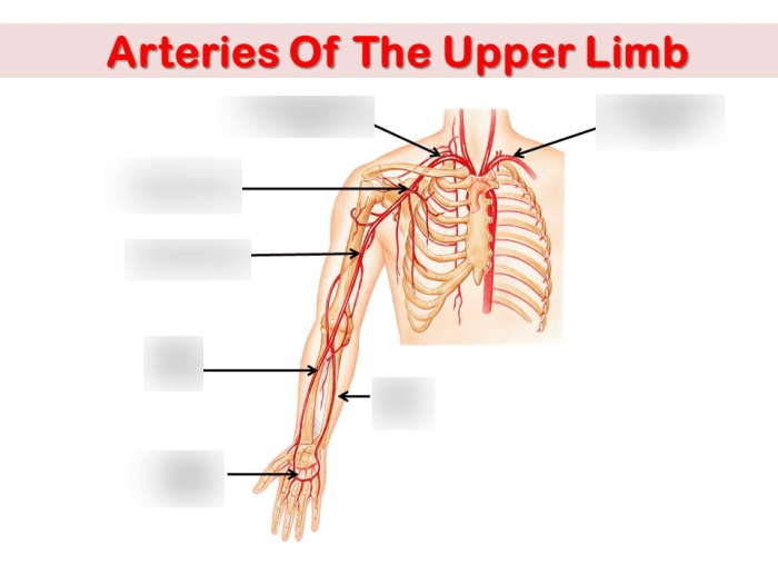 Label the arteries of the upper limb