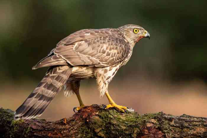 Birds of prey in wisconsin