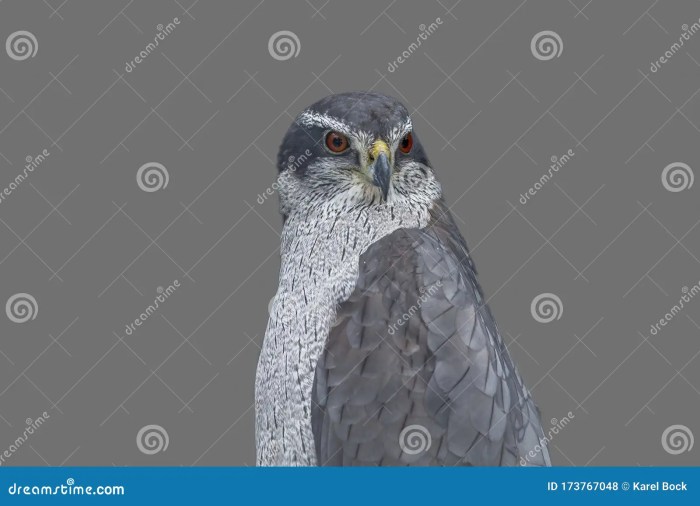 Winged broad hawks nebraska prey birdwatchinghq