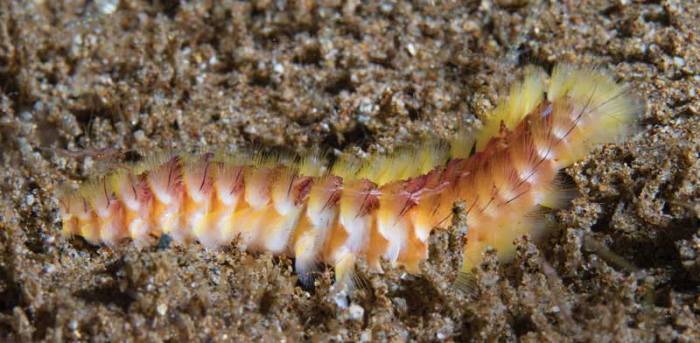 Bristle worm and hermit crab relationship