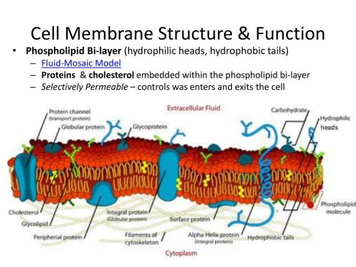 Pogil membrane structure and function