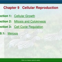 Chapter 9 section 1 cellular growth