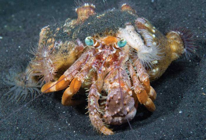 Crab hermit