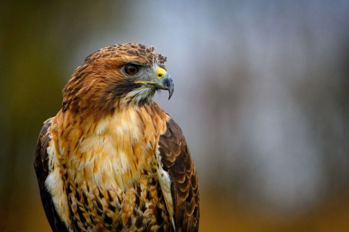 Birds of prey in wisconsin