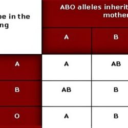 Genetics blood types worksheet answer key