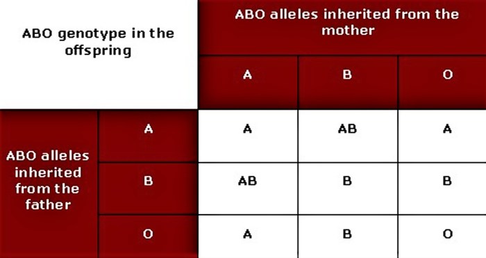 Genetics blood types worksheet answer key