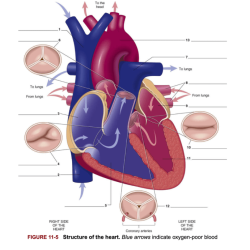 Chapter 11 the cardiovascular system workbook answers