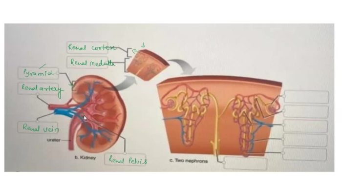 Anatomical features correctly cerebellum