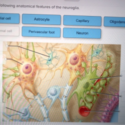 Correctly label the following anatomical features of the oral cavity