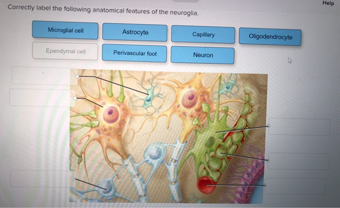 Correctly label the following anatomical features of the oral cavity