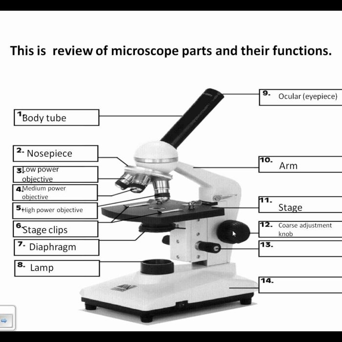 Introduction to the microscope lab activity answers