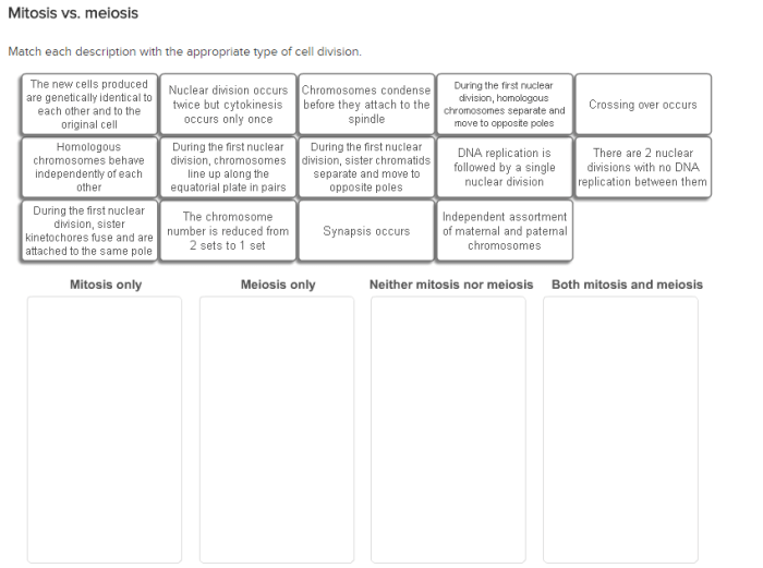 Match each description with the appropriate type of cell division