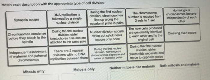 Match each description with the appropriate type of cell division